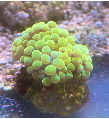 Euphyllia Parancora super orange