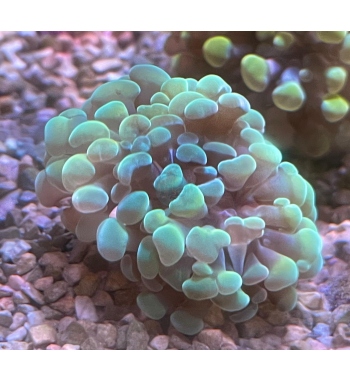 Euphyllia Parancora green