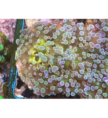 Euphyllia Yaeyamaensis multicolor