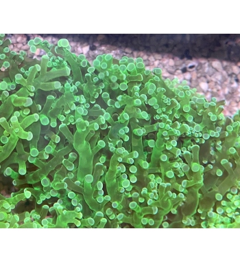 Euphyllia Yaeyamaensis green fluo