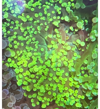 Euphyllia Yaeyamaensis green fluo