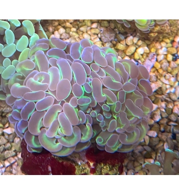 Euphyllia Parancora bocolor