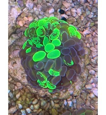 Euphyllia Parancora Marbeled