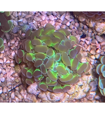 Euphyllia Parancora bicolor