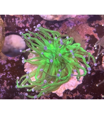 Euphyllia Glabrescens green fluo