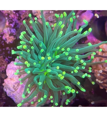 Euphyllia Glabrescens green fluo tip