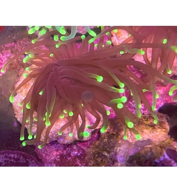 Euphyllia Glabrescens black torch neon tip