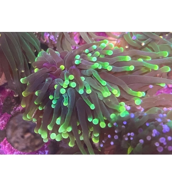 Euphyllia Glabrescens neon tip