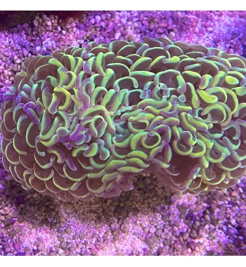 Euphyllia Ancora orange