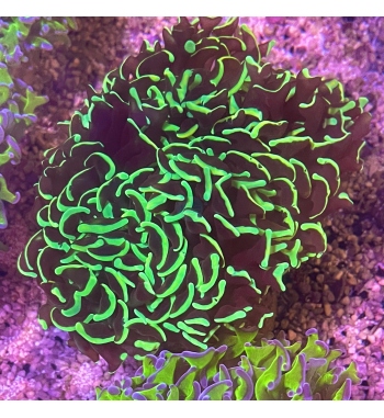 Euphyllia Ancora green fluo