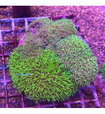 Pachyclavularia green fluo