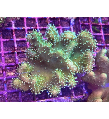 Lobophyton green fluo