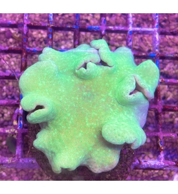 Sarcophyton green fluo