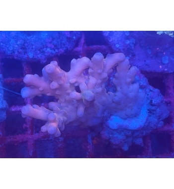 Acropora caroliniana pink