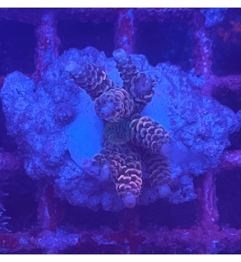 Acropora Millepora rainbow