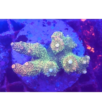 Acropora Millepora green orange