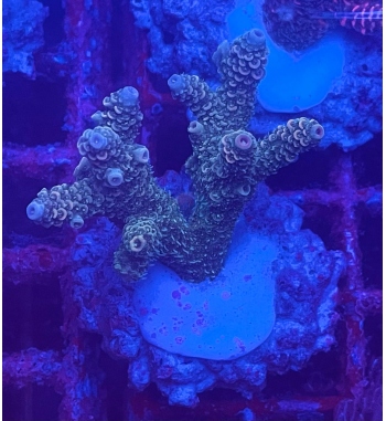 Acropora Millepora green blue