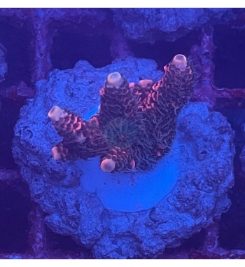 Acropora Millepora purple red