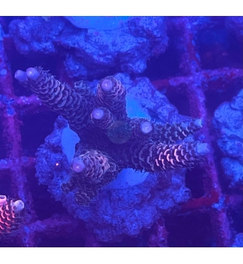 Acropora Millepora purple gold