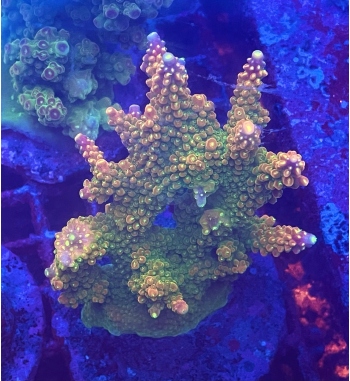 Acropora Divaricata