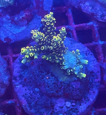 Acropora Pikachu