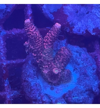 Acropora Millepora red