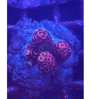 Acropora Sparhulata red