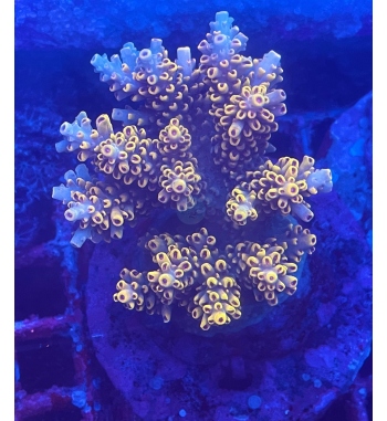 Acropora Pikachu