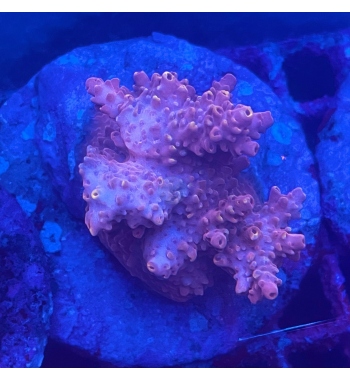 Acropora Aculeus orange