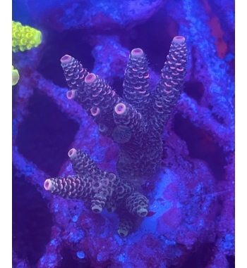 Acropora Millepora purple orange