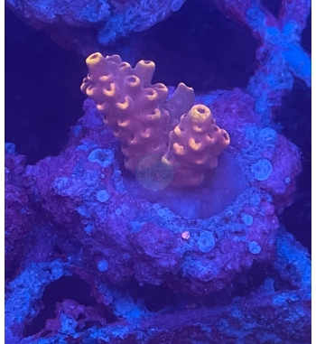 Acropora Aculeus orange