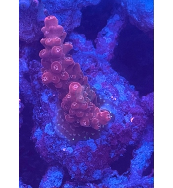 Acropora Loripes purple