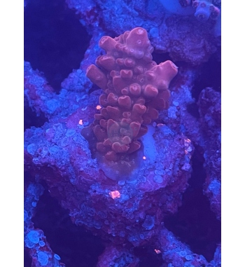 Acropora Loripes purple