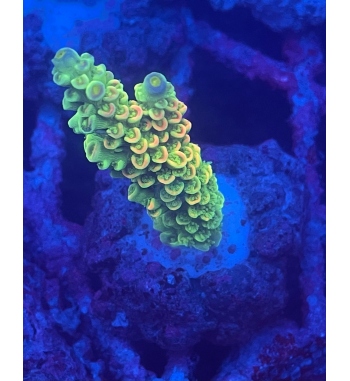 Acropora Tenuis green orange