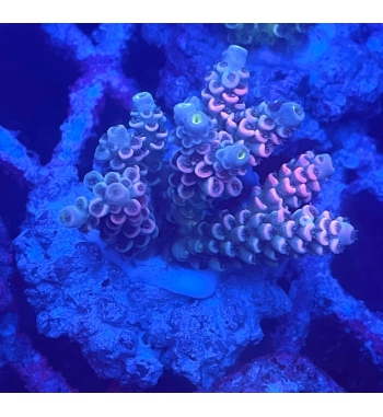 Acropora Tenuis rainbow