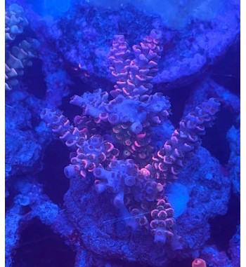 Acropora Tenuis red blue