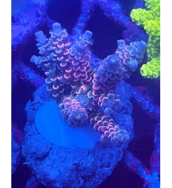 Acropora Tenuis rainbow