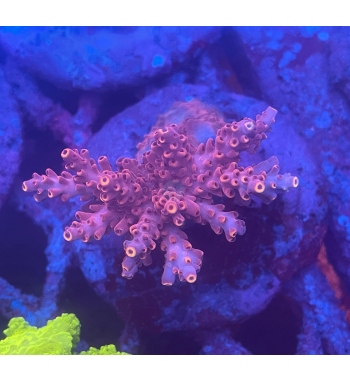 Acropora Microclados red