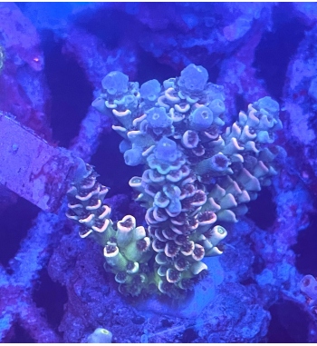 Acropora Tenuis multicolor