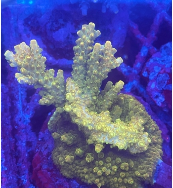 Acropora Efflorescens