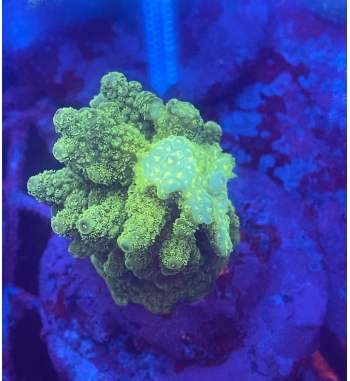 Acropora Florida