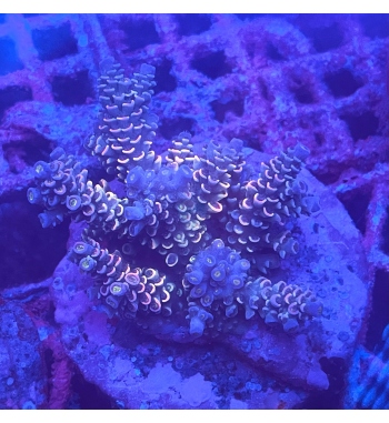 Acropora Tenuis multicolor