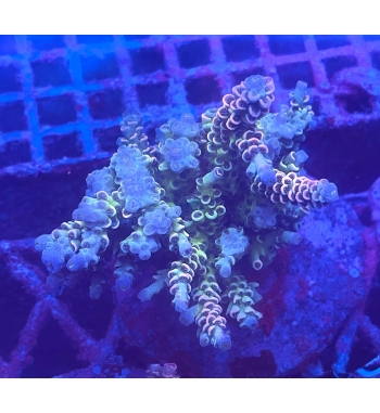 Acropora Tenuis multicolor