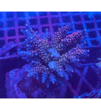 Acropora Tenuis red blue