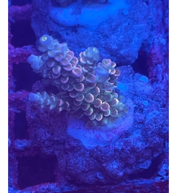 Acropora Tenuis multicolor