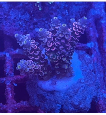 Acropora Tenuis red blue