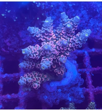 Acropora Tenuis pink blue