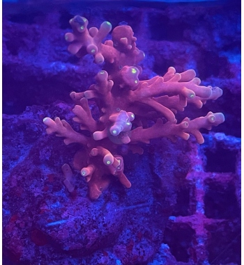 Acropora Fox flame