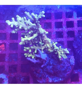 Acropora Fox flame yellow