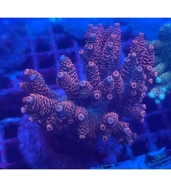 Acropora Millepora red